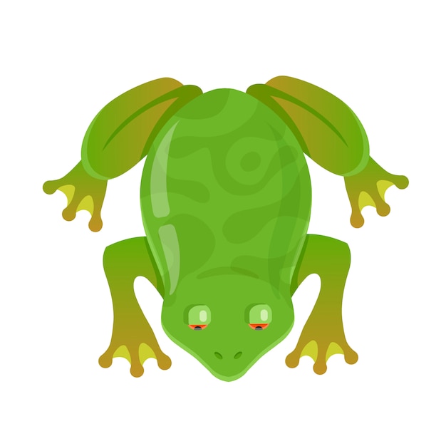 Grüner frosch mit roten augen. zeichen-vektor-illustration. von oben betrachten