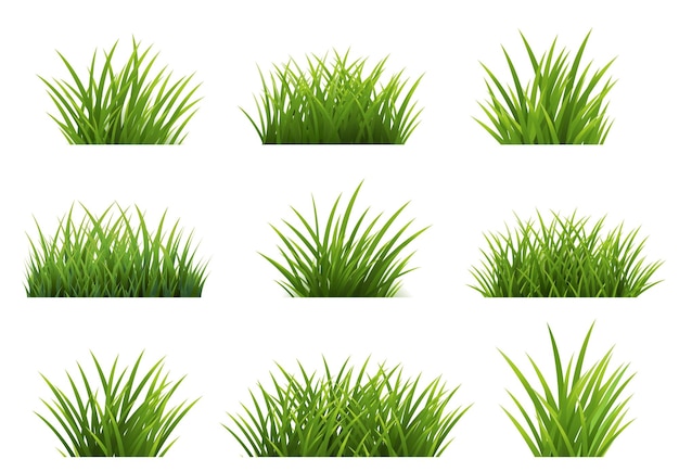 Grüner Gras-isolierter weißer Hintergrund