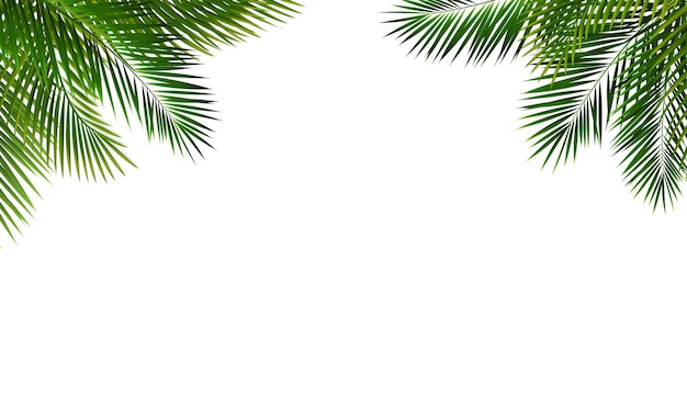 Grüner Palmbranch und isolierter weißer Hintergrund