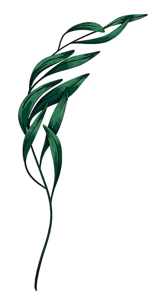 Vektor grüner tropischer baumzweig handgezeichnete vektorgrafik realistische zeichnung exotischer pflanzenblätter isoliert auf weiß botanische clipart für design-dekor