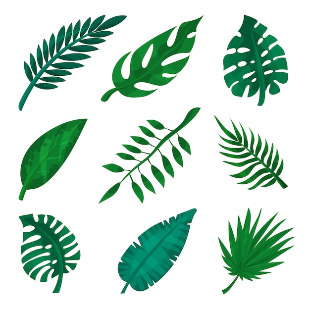 Grüner tropischer Blattsatz, Palmblätter Illustrationen