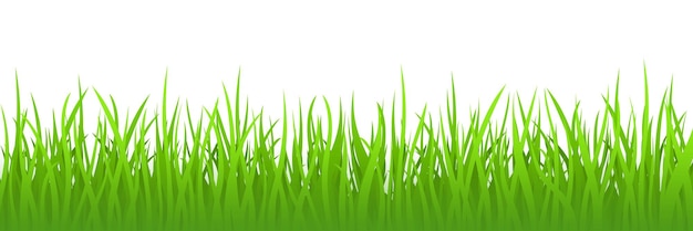Grünes Gras auf weißem Hintergrund, Panoramablick, Vektorillustration