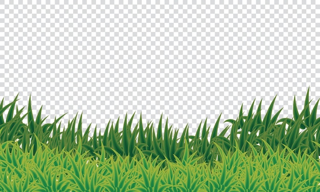 Grünes Gras durchsichtiger Hintergrund