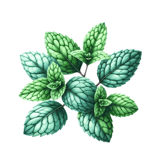 Grünes minzkräut mit blättern aquarellfarbe auf weiß für grußkarten hochzeitsdesign
