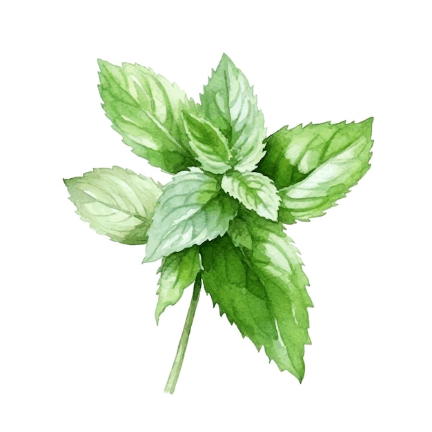 Vektor grünes minzkräut mit blättern aquarellfarbe auf weiß für grußkarten hochzeitsdesign