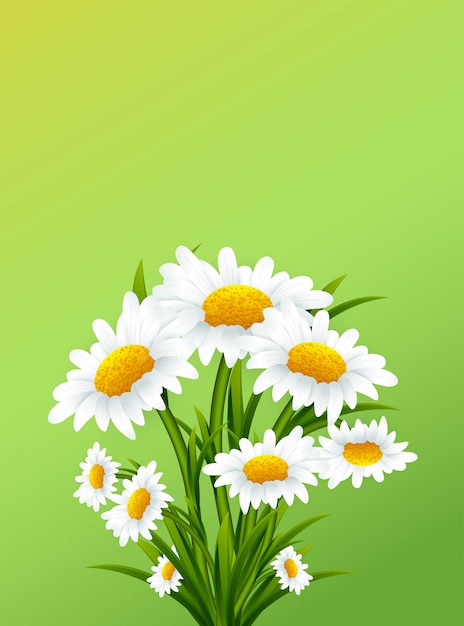 Grußkarte mit Kamillenblüten auf grünem Hintergrund