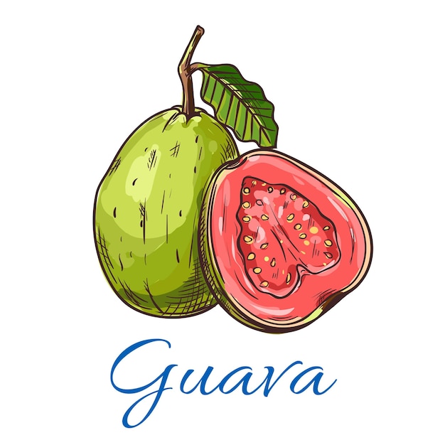 Guave-frucht-vektor-symbol