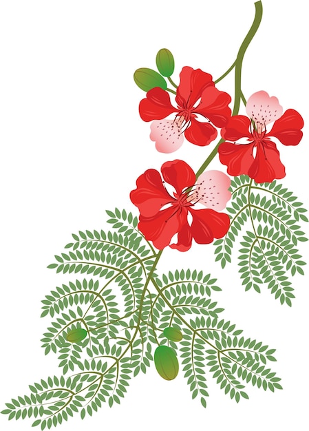 Vektor gulmohar-blumenvektorillustration aus bangalore, indien pfauenblüten extravagant