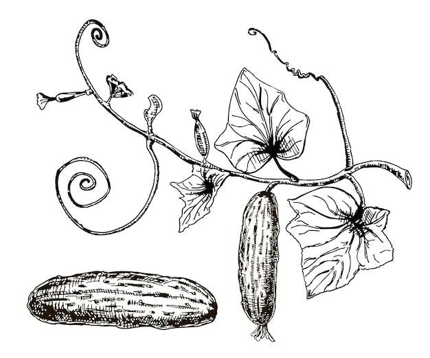 Vektor gurke, handgezeichnet, vektorset, illustration im gemüsestil mit gravur. detaillierte vegetarische lebensmittelskizze