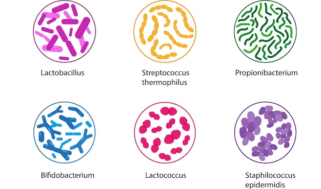Vektor gute bakterien-set isoliert auf weißem hintergrund mikroorganismen-symbole