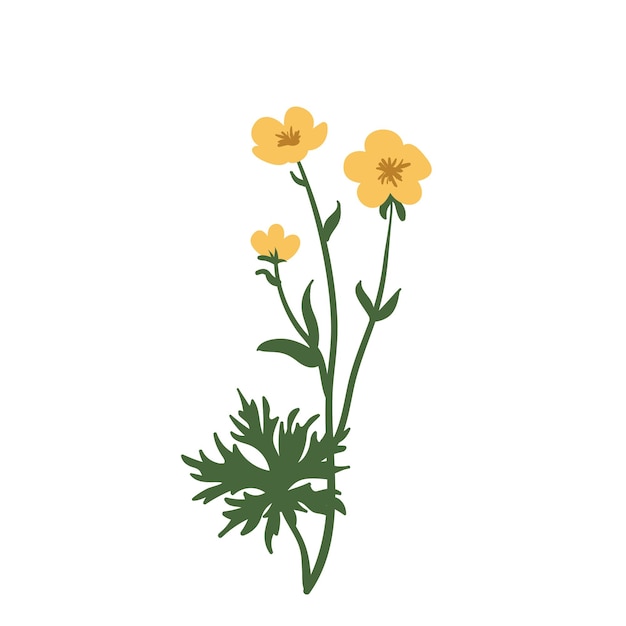 Hahnenfuß-vektorillustration der hahnenfußblume, die auf weißem hintergrund isoliert ist kräuter-wildblumen