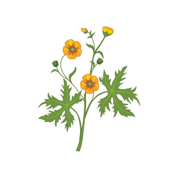 Vektor hahnenfuß wilde blume handgezeichnete detaillierte illustration