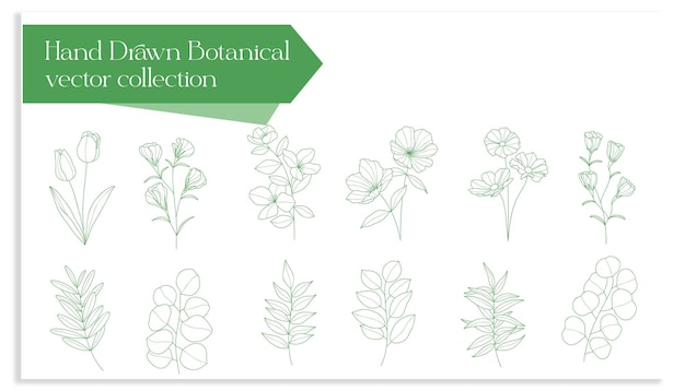 hand drawn botanical vector collection set