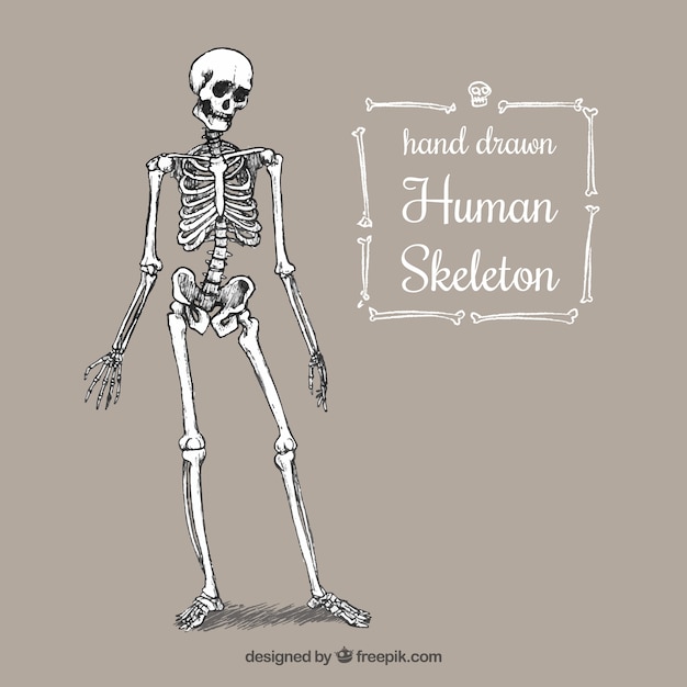 Vektor hand gezeichnet menschlichen skeletts
