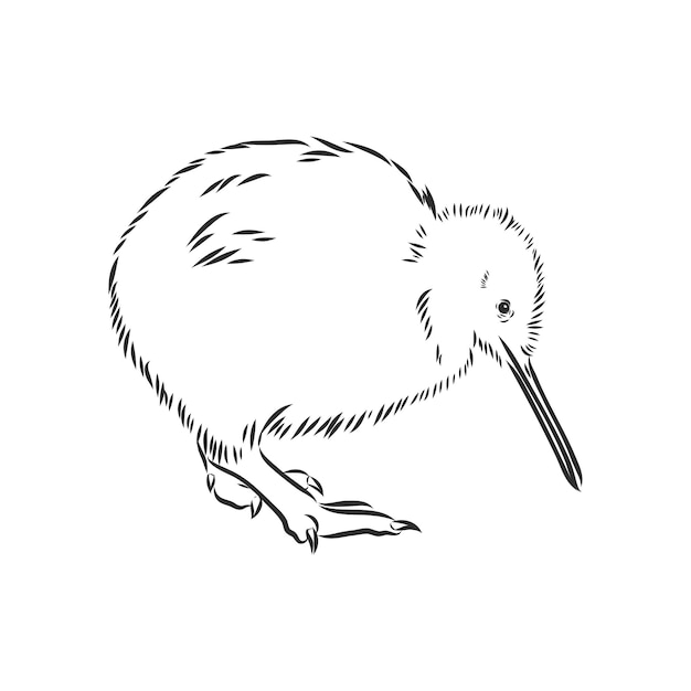 Vektor hand gezeichnet, skizze, karikaturillustration der kiwi-kiwi-vogel-vektorskizze