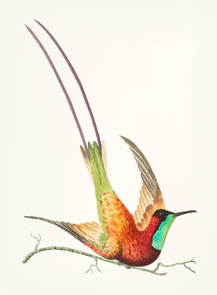 Vektor hand gezeichnet vom topaz-throated kolibri
