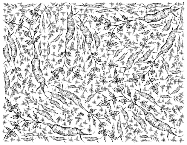 Hand gezeichnet von arracacha auf weißem hintergrund