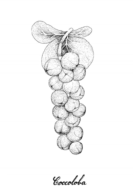 Hand gezeichnet von coccoloba uvifera oder von seetraubenfrüchten