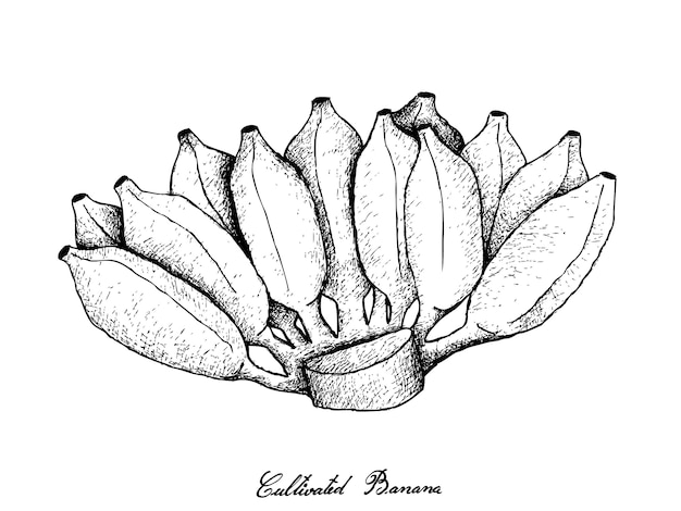 Hand gezeichnet von den Bündeln der reifen asiatischen Banane