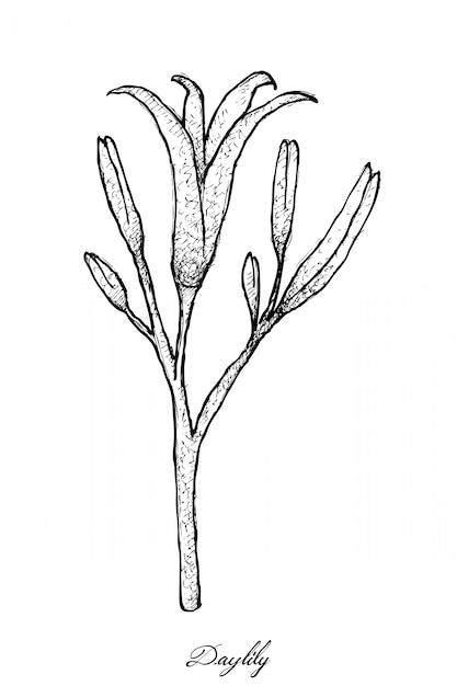 Hand gezeichnet von der frischen taglilie