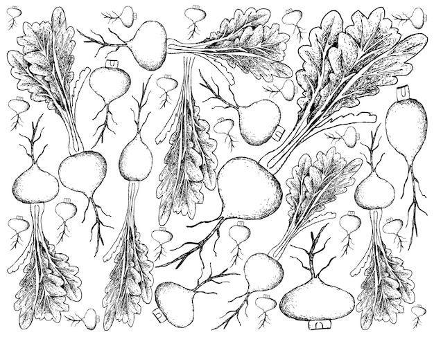 Hand gezeichnet von der grasland-rübe auf weißem hintergrund