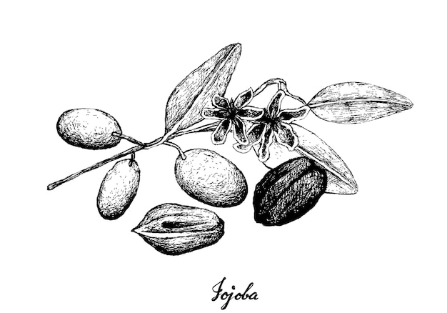 Hand gezeichnet von jojoba-nüssen und samen