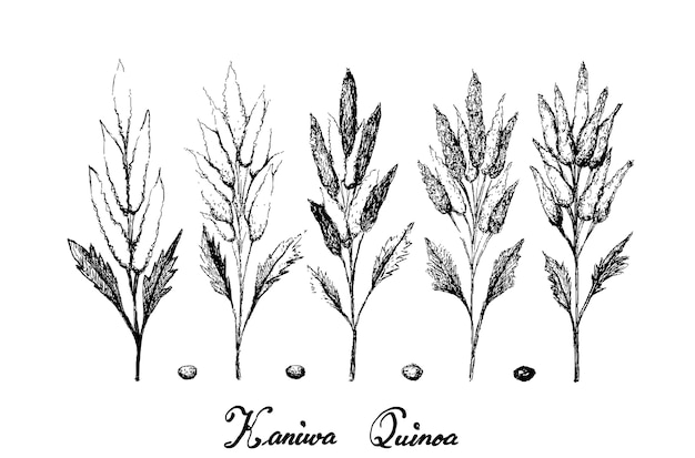Hand gezeichnet von reifem kaniwa auf weiß