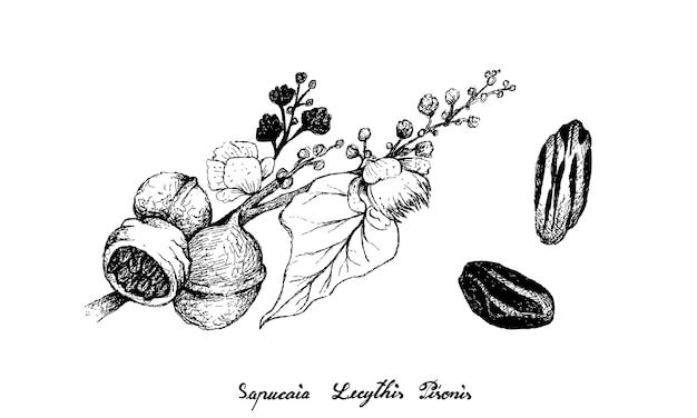 Hand gezeichnet von sapucaia-früchten auf weißem hintergrund