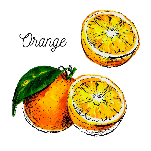 Hand gezeichnete aquarellmalerei auf weißem hintergrund. illustration der fruchtorange