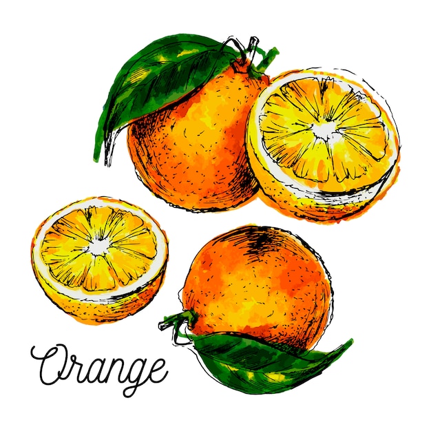 Hand gezeichnete Aquarellmalerei auf weißem Hintergrund. Illustration der Fruchtorange