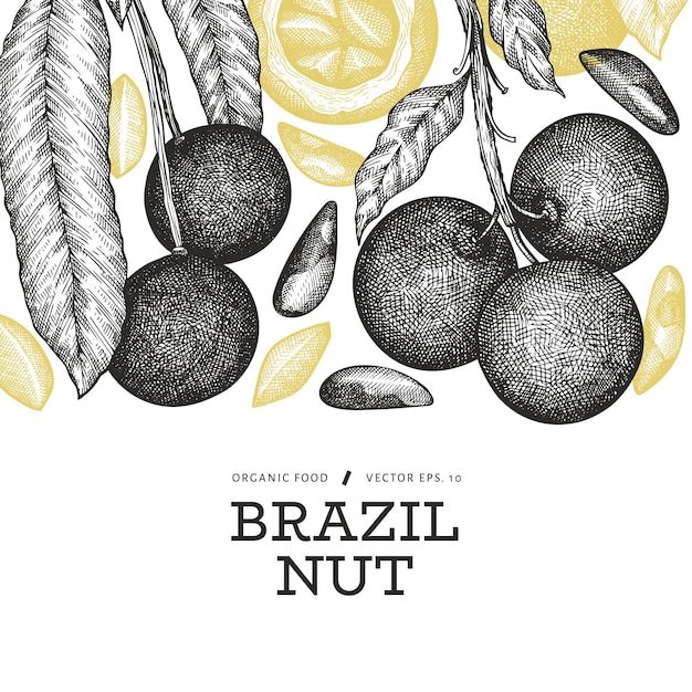Hand gezeichnete brasilianische nusszweig- und kernschablone. bio-lebensmittelillustration auf weißem hintergrund. retro-nussillustration. botanisches banner im gravierten stil.