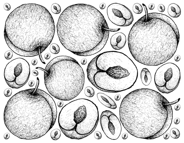 Hand gezeichnete frische pflaumenfrüchte