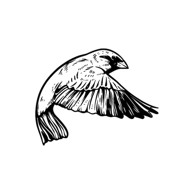 Hand gezeichnete illustration des spatzenvogels