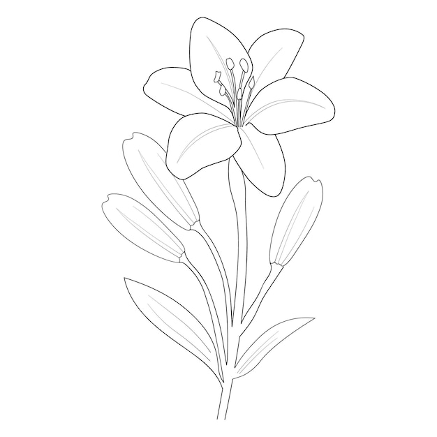 Vektor hand gezeichnete lilienblumenmalseite für kinder auf weißem hintergrund lokalisierte bleistiftskizzen-tintenkunst.