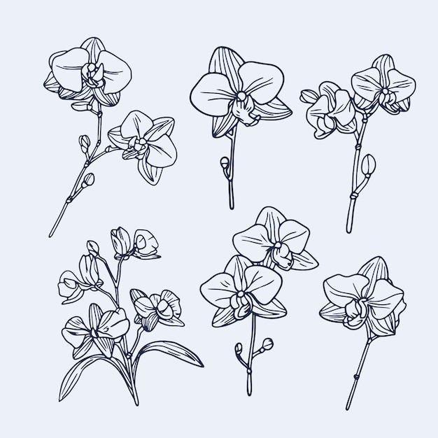 Hand gezeichnete orchideen-umrissillustration