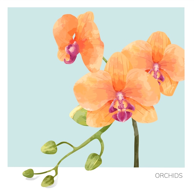 Hand gezeichnete orchideenblumeillustration