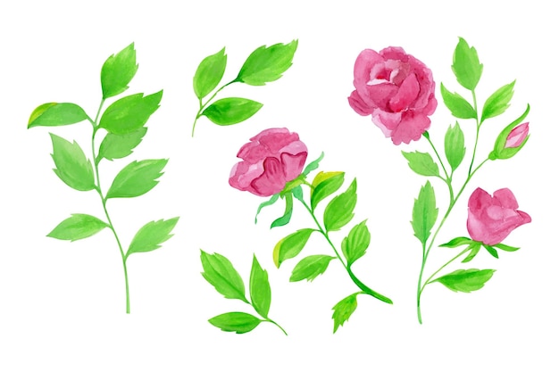 Hand gezeichnete rosen und blätter stellten illustration ein hand gezeichnete aquarellvektorillustration