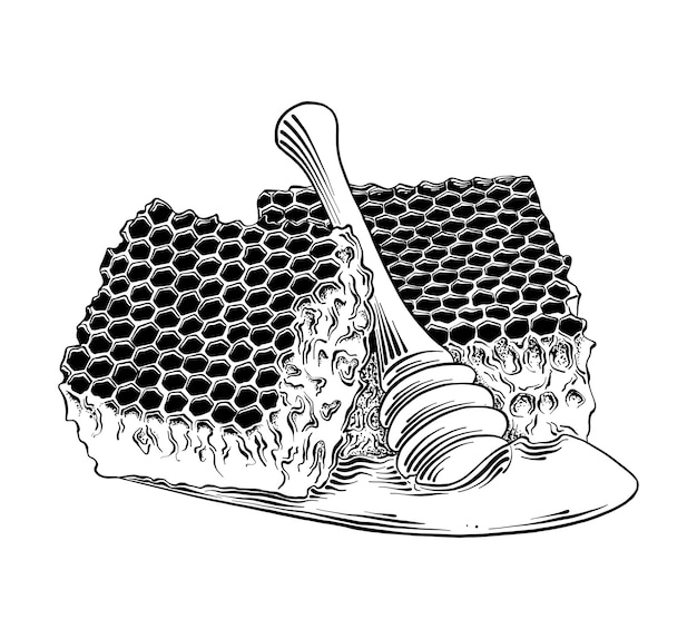 Vektor hand gezeichnete skizze der bienenwabe mit hölzernem schöpflöffel