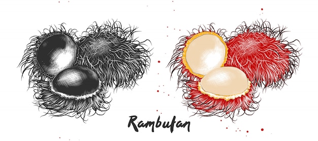 Hand gezeichnete skizze der rambutanfrucht