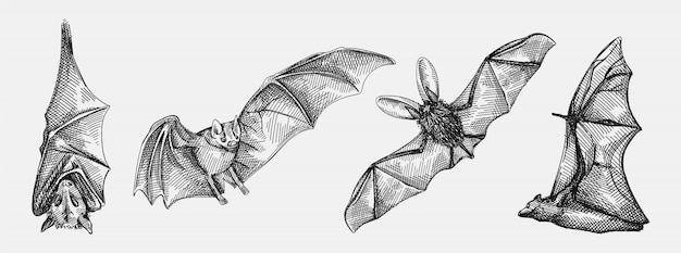 Hand gezeichnete skizze satz fledermäuse. das set besteht aus einer fliegenden fledermaus, einer fledermaus, die kopfüber hängt, einer vorderansicht der fledermaus und einer fledermaus von hinten