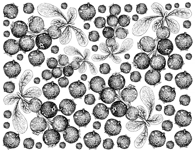 Hand gezeichnete tapete von reifen lingonberries auf weißem hintergrund