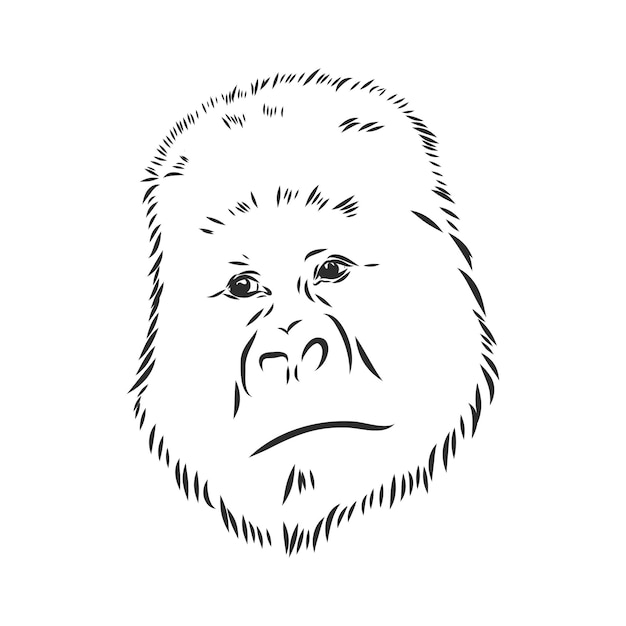 Hand gezeichnete vektorillustration mit einem gorilla lokalisiert auf einem weißen hintergrundgorilla