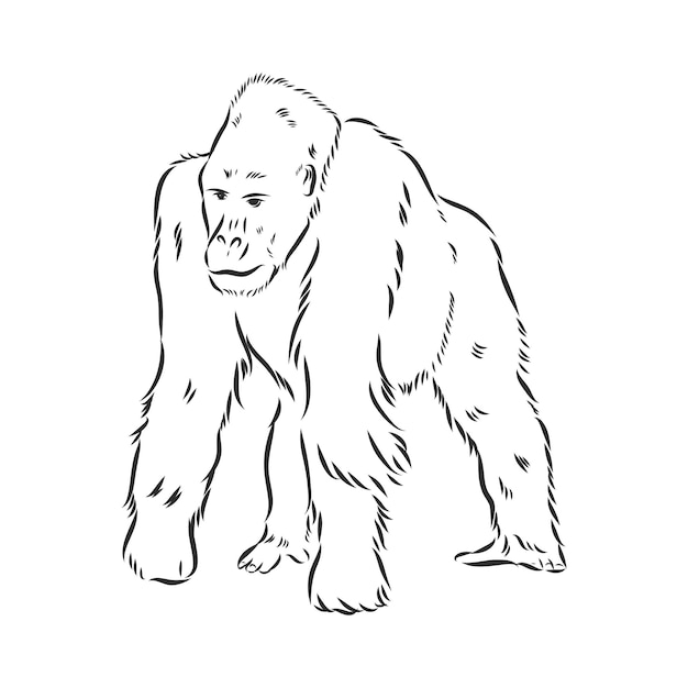 Hand gezeichnete vektorillustration mit einem gorilla lokalisiert auf einem weißen hintergrundgorilla