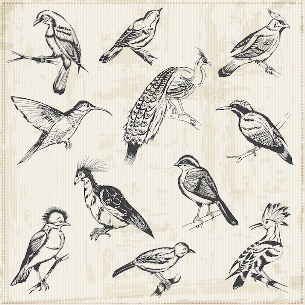 Vektor hand gezeichnete vögel