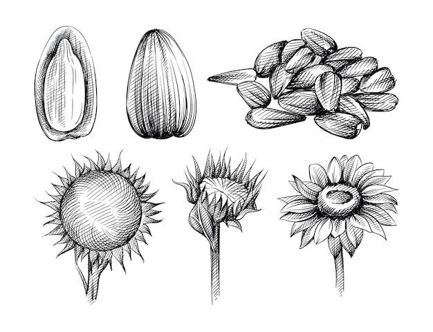 Vektor hand gezeichneter skizzensatz von sonnenblumen- und sonnenblumenkernen auf einem weißen hintergrund. samen schälen. handvoll sonnenblumenkerne.