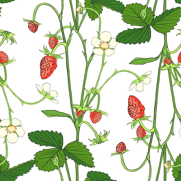 Vektor hand gezeichnetes nahtloses muster mit erdbeere.