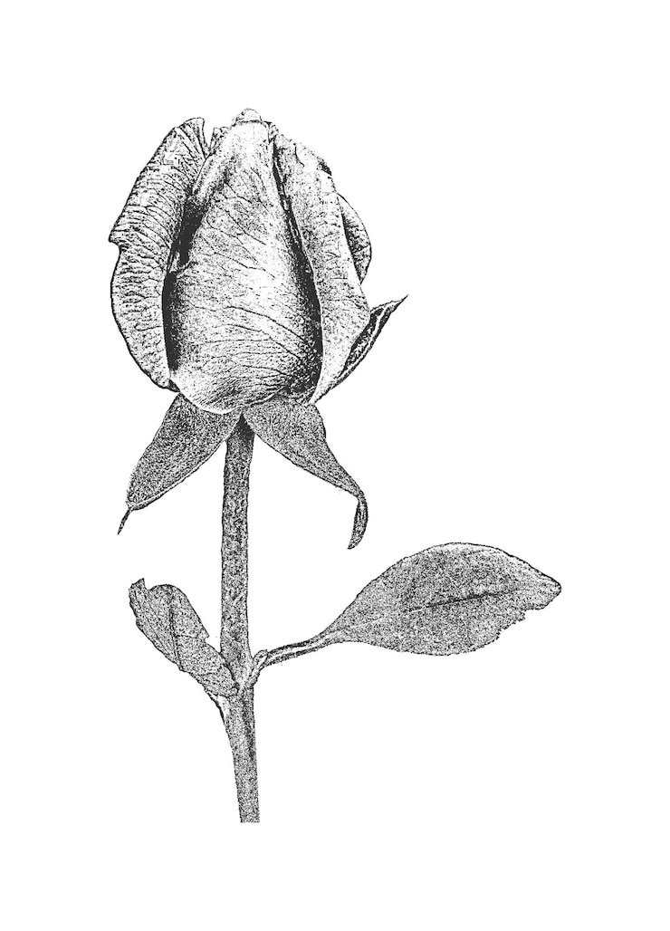 Vektor hand zeichnen rosenblüte und blatt im retro-stil
