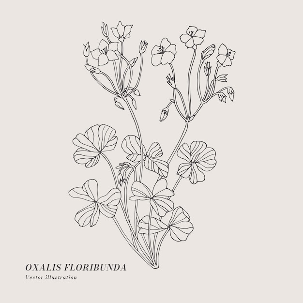 Hand zeichnen vektor oxalis floribunda blumen illustration botanische blumenkarte auf weißem hintergrund