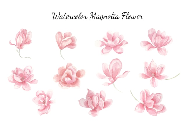 Handgemalte rosa magnolien-aquarell-blumen-sammlung