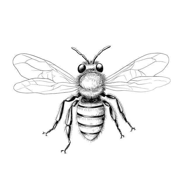 Vektor handgezeichnete abbildung des umrisses der biene